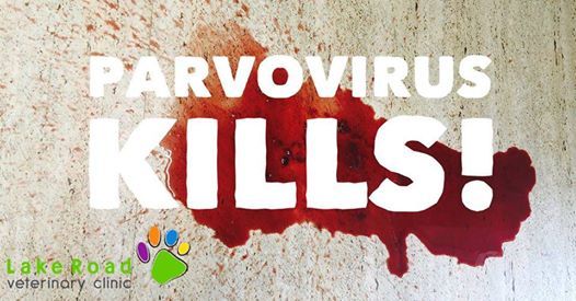 Parvo Vaccination Day Concession Card Holders At Lake Road Vet