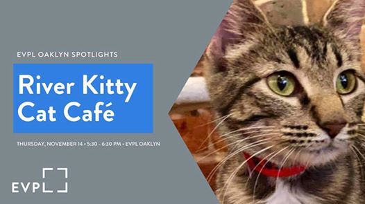 River Kitty Cat Cafe Hours River Kitty Cat Cafe Hours