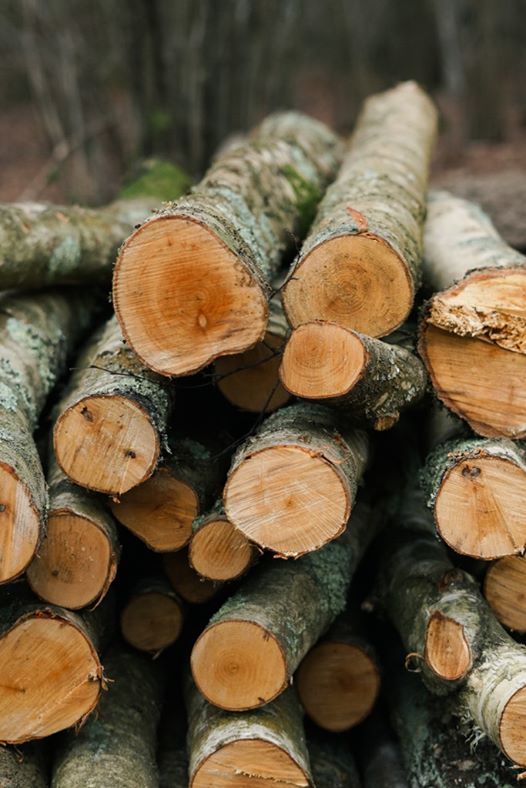 Green Woodworking Workshop Yorkshire - 4 betting tips Green Woodworking Workshop Yorkshire - 4 betting tips