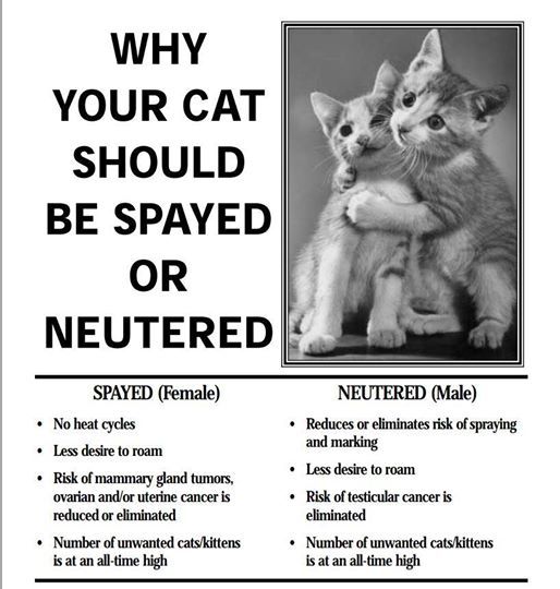 CATS ONLY - Low Cost Spay & Neuter Clinic, Montrose Animal Shelter ...