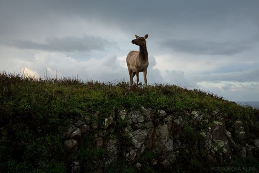 Tule Elk Vigil At Bear Valley Visitor Center Point Reyes Station